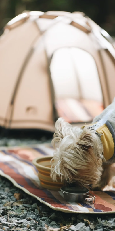 Pet camping tent