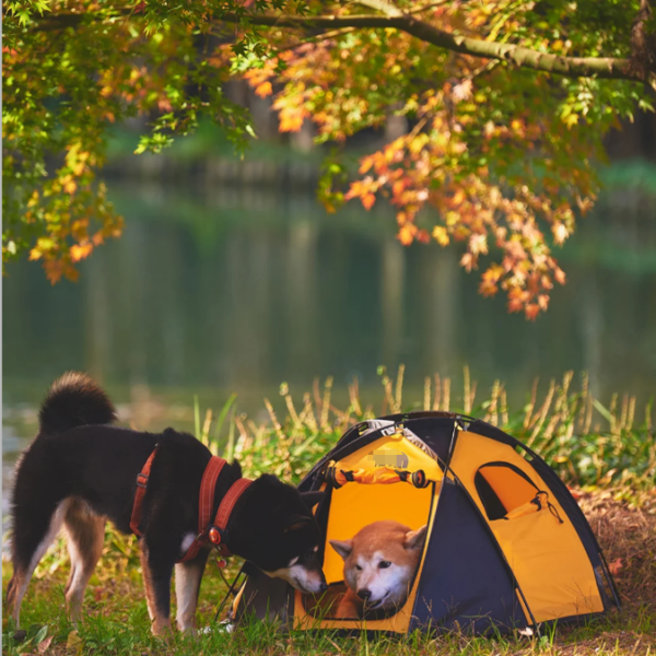Outdoor Pet Tent